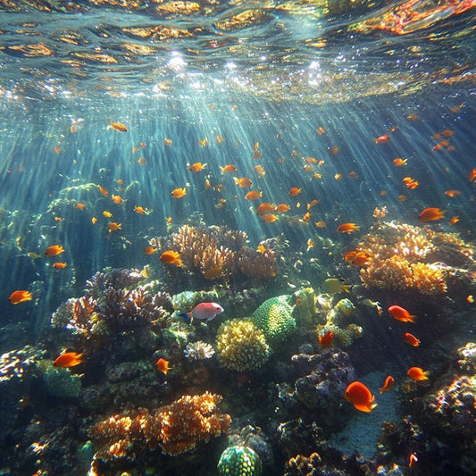 Why Choose Ocean-Harvested Sea Moss? The Key to Purity, Sustainability, and Health Benefits